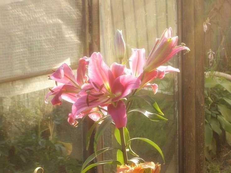 Rangkaian Bunga Lily